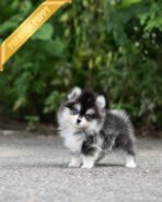 LEO - MALE (PURCHASED by ROBERTO) - Image 3