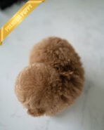 DOLLY - FEMALE (PURCHASED by ROCIO) - Image 5