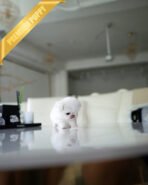 HANA - FEMALE  (PURCHASED by ELENA) - Image 5