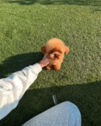 MILO - MALE (PURCHASED by NIKI) - Image 2