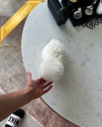 DUSTIN - MALE (PURCHASED by ROBERTO) - Image 6