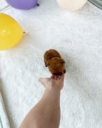 MONTY - MALE (PURCHASED by CARLOS) - Image 3