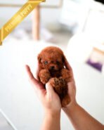 MILO - MALE (PURCHASED by MICHAEL) - Image 4