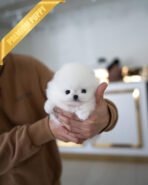 GIGI - FEMALE (PURCHASED by DEREK)