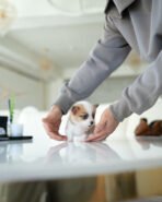 QUEENIE - FEMALE (PURCHASED by JANET) - Image 3