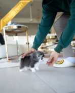 MILO - MALE (PURCHASED by AMIT) - Image 5