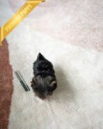 ZIGGY - MALE (PURCHASED by ANONYMITY) - Image 3