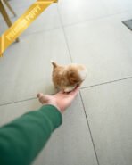 FIDO - MALE (PURCHASED by DUYGU) - Image 8