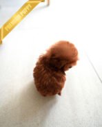 BOOMER - MALE (PURCHASED by SAMIRA) - Image 4