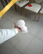 CHIP - MALE (PURCHASED by CATHERINE) - Image 6