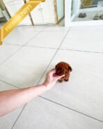 AMBER - FEMALE (PURCHASED by MARIA) - Image 4