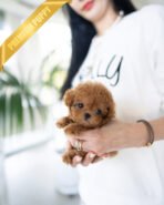 HENRI - MALE (PURCHASED by RONETTA) - Image 2