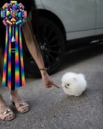 ASPEN - MALE (PURCHASED by LOUBABA) - Image 2