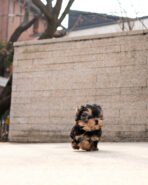 EMMA - FEMALE (PURCHASED by PETER) - Image 4