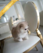 KNOX - MALE (PURCHASED by SZU) - Image 4