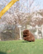 NUTELLA - FEMALE (PURCHASED by ANDREA) - Image 3