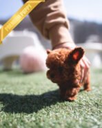 BUNNY - MALE (PURCHASED by NICHOLAS) - Image 6