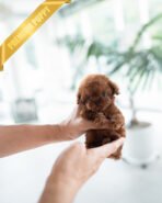 CINNAMON - FEMALE (PURCHASED by TAMARA) - Image 2