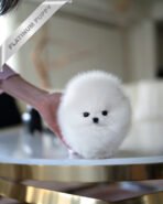 MOCHI - FEMALE (PURCHASED by KIMBERLY)