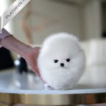 MOCHI - FEMALE (PURCHASED by KIMBERLY)