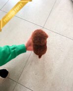 ROSIE - FEMALE (PURCHASED by GERARD) - Image 5