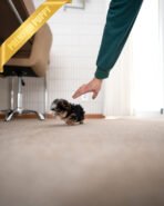 PIXIE - MALE (PURCHASED by TRENTON) - Image 3