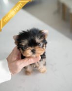 STELLA - FEMALE (PURCHASED by REBECA) - Image 3