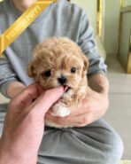 BISCUIT - MALE (PURCHASED by WILLIAM)