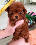 FELIX - MALE (PURCHASED by LINZ)