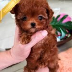 FELIX - MALE (PURCHASED by LINZ)