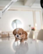 HAZEL - FEMALE (PURCHASED by LEE) - Image 2