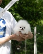 MOCHI - FEMALE (PURCHASED by LILLIANE) - Image 3