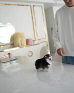 COCO - FEMALE (PURCHASED by TRIANA) - Image 4