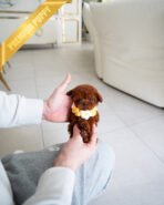 JESSICA - FEMALE (PURCHASED by DANIEL) - Image 2