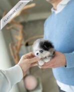 GISELLE - FEMALE (PURCHASED by KIM) - Image 3