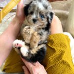 TRIXIE - FEMALE (PURCHASED by DANIEL)