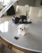 VALENTINA - FEMALE (PURCHASED by MARIANA) - Image 5