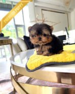 ZOEY - FEMALE (PURCHASED by ALMA)