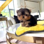 ZOEY - FEMALE (PURCHASED by ALMA)