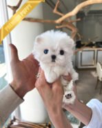 SKYLAR - FEMALE (PURCHASED by MARC)