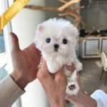 SKYLAR - FEMALE (PURCHASED by MARC)