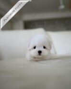 BIANCA - FEMALE (PURCHASED by MARTIN) - Image 5