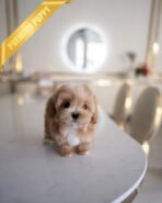 MOCHI - FEMALE (PURCHASED by ISABELLA) - Image 2