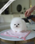 TAYLOR - MALE (PURCHASED by ALVARO)