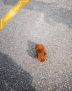 MILO - MALE (PURCHASED by LILIANA) - Image 7