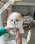 TIFFANY - FEMALE (PURCHASED by SONIA) - Image 2