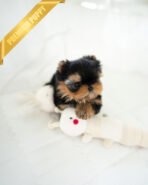 MAGGIE - FEMALE (PURCHASED by ANONYMITY) - Image 4