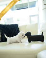 MINNIE - FEMALE (PURCHASED by ERKAN) - Image 5