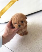 HENRI - MALE (PURCHASED by CHLOE) - Image 3