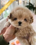 PEANUT - MALE (PURCHASED by MISTY) - Image 3